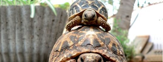 Standing on the Shoulders of Giants Standing on the Shoulders of Giants